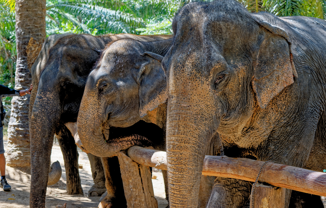Krabi Elephant Sanctuary